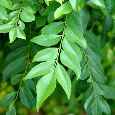 Curry Leaves - Kadipatta 50g