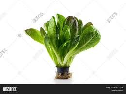 Plant Romaine Lettuce